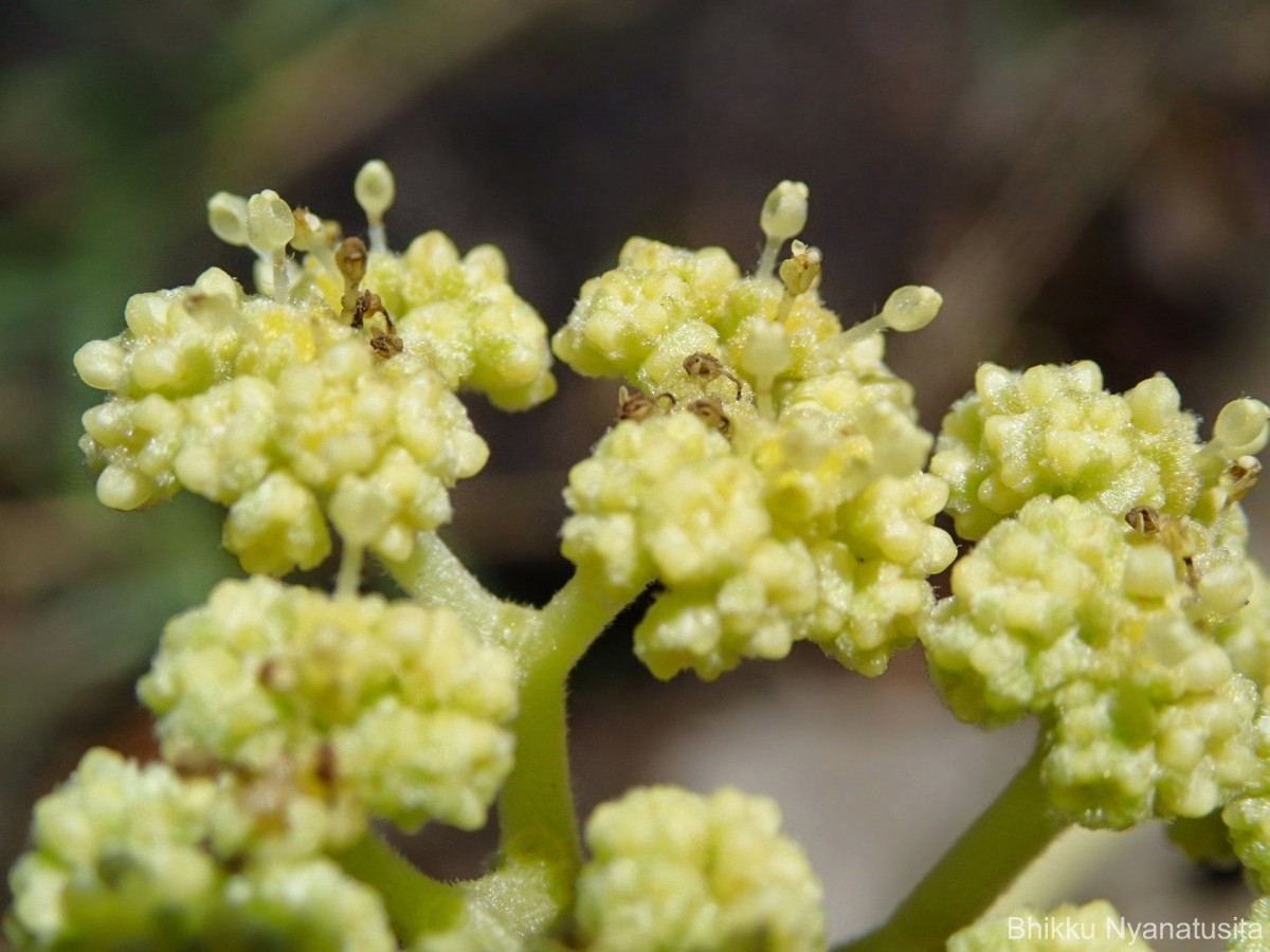 Gyrocarpus americanus Jacq.